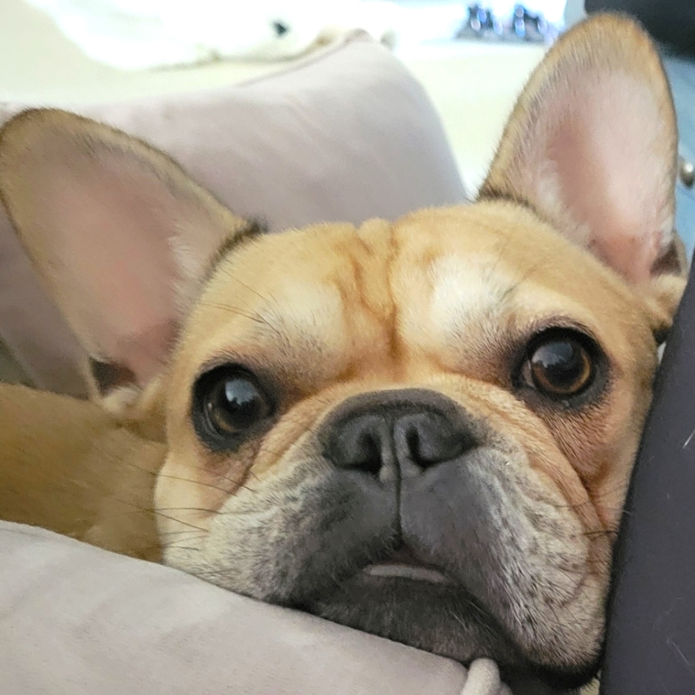 🐶 Like to Save my Closet! 💕